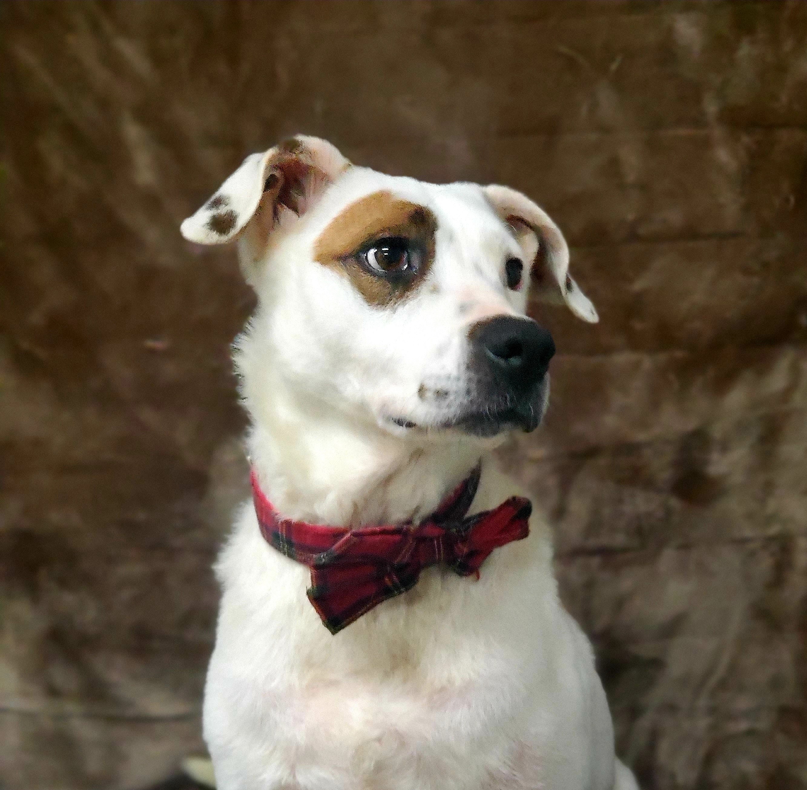 Shane, an adoptable Pit Bull Terrier, Border Collie in Aurora, MO, 65605 | Photo Image 6