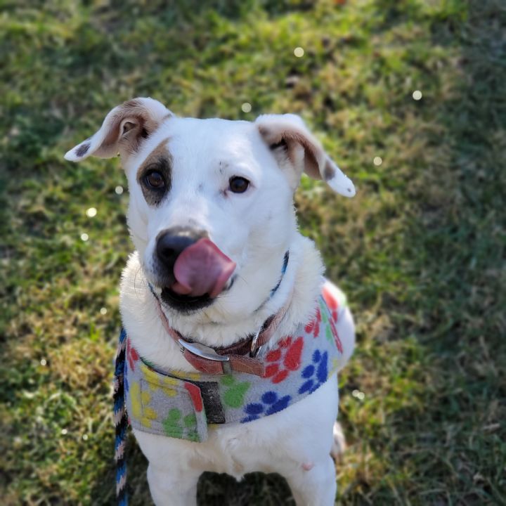 Bull terrier border collie hot sale mix