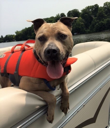Ross, an adoptable Terrier Mix in Lake Odessa, MI