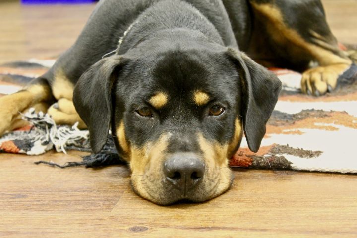 Bella, an adoptable Rottweiler Mix in Lake Odessa, MI