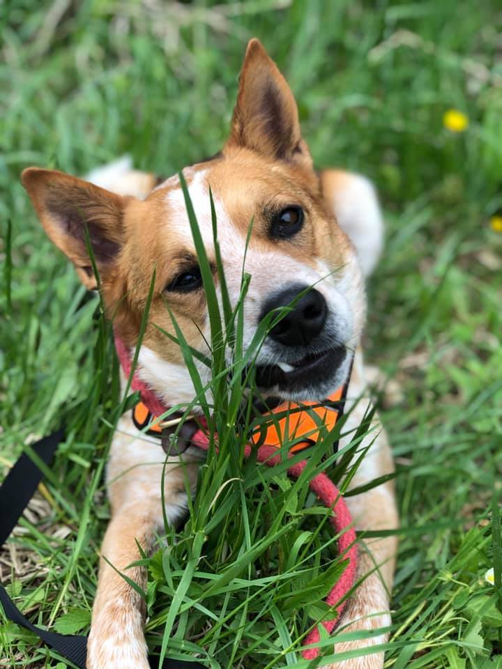 Charlie, an adoptable Australian Cattle Dog / Blue Heeler Mix in Lake Odessa, MI