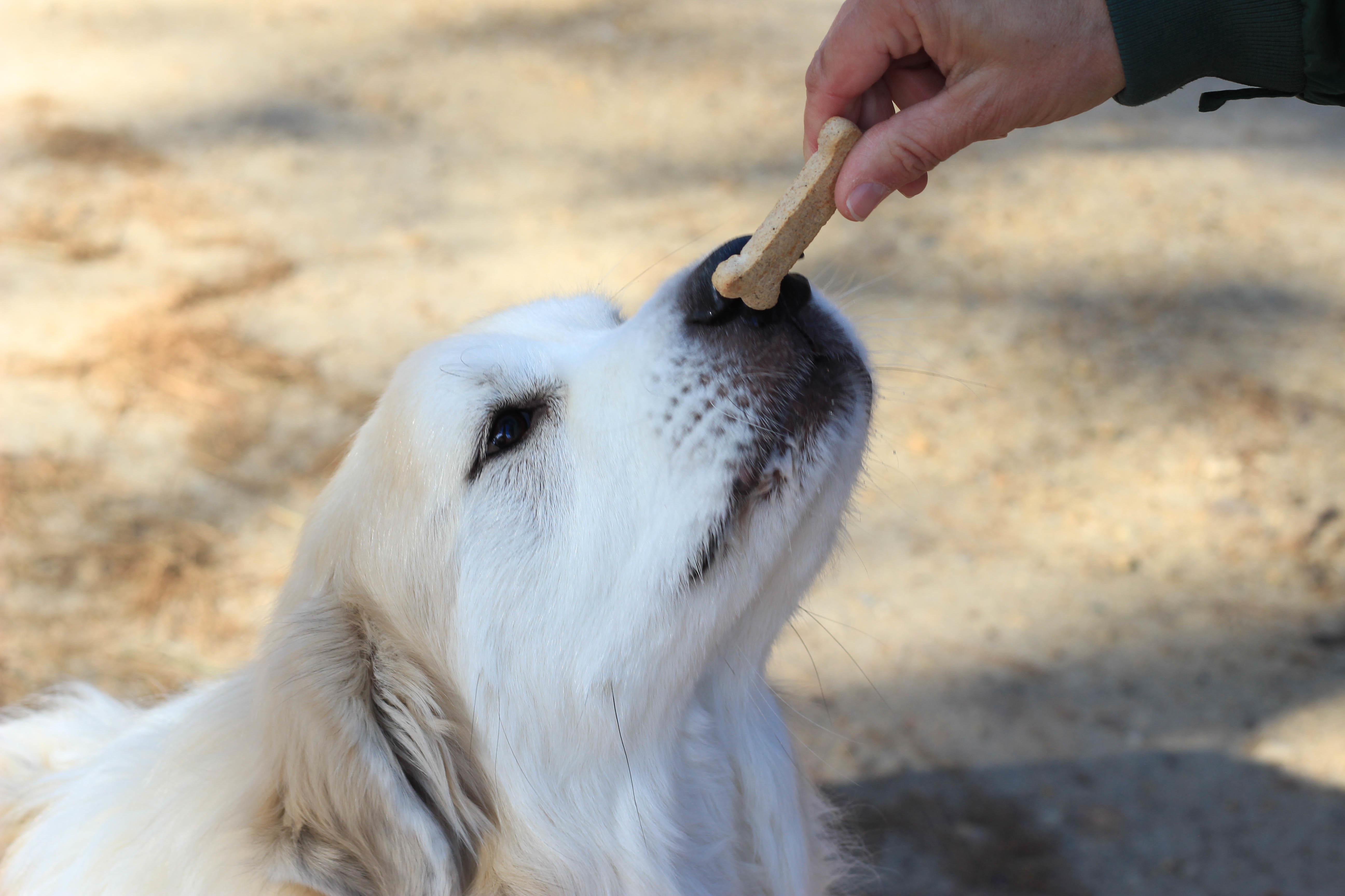 Nala, an adoptable Great Pyrenees in Richmond, VA, 23231 | Photo Image 2