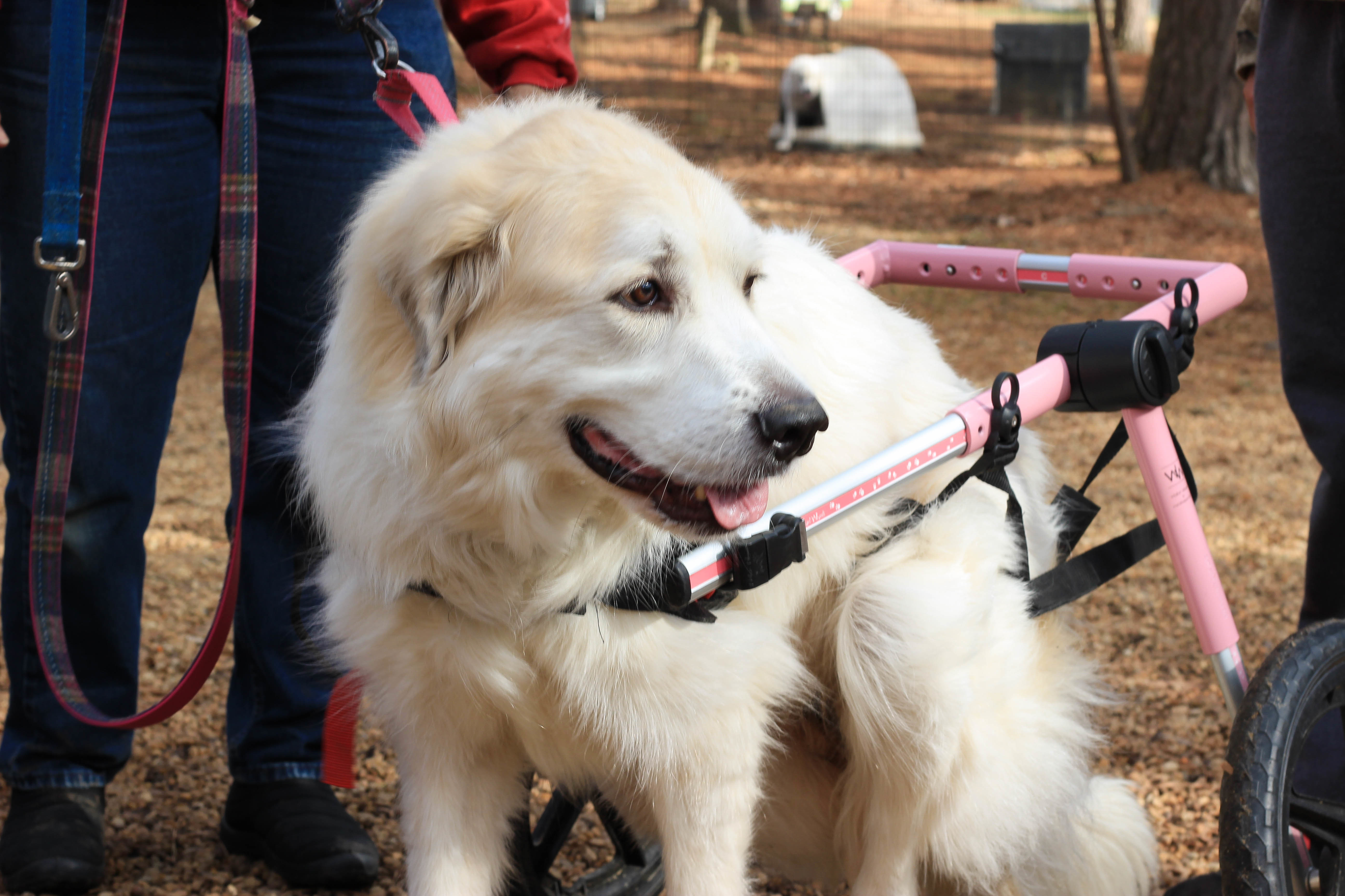 Nala, an adoptable Great Pyrenees in Richmond, VA, 23231 | Photo Image 1