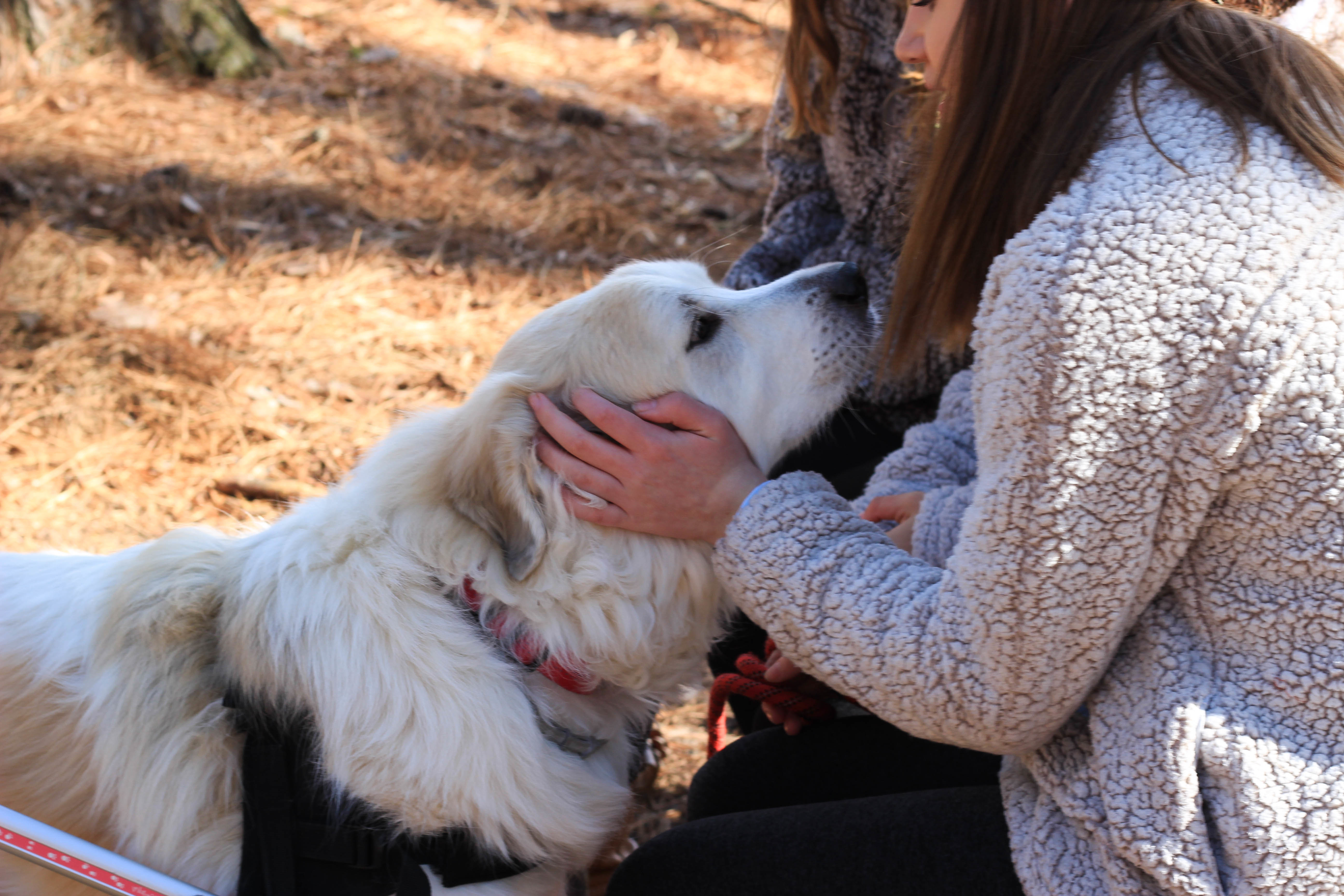 Nala, an adoptable Great Pyrenees in Richmond, VA, 23231 | Photo Image 3