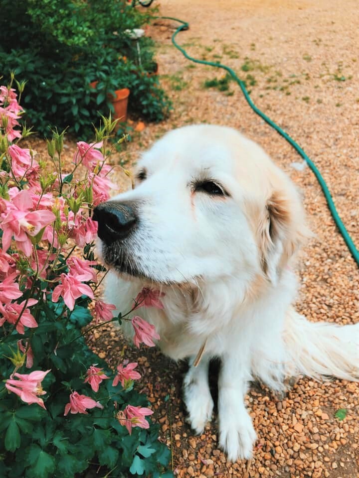 Nala, an adoptable Great Pyrenees in Richmond, VA, 23231 | Photo Image 4