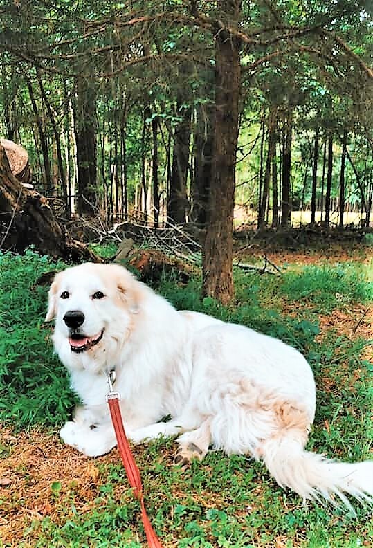 Nala, an adoptable Great Pyrenees in Richmond, VA, 23231 | Photo Image 5