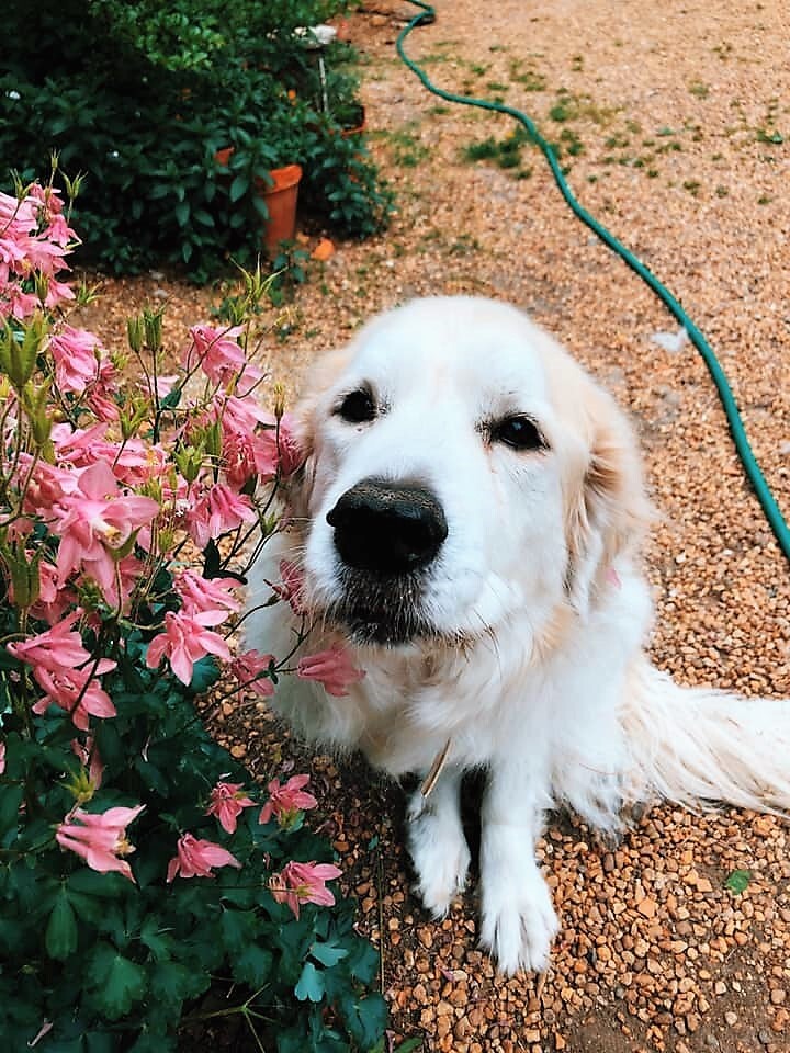 Nala, an adoptable Great Pyrenees in Richmond, VA, 23231 | Photo Image 6