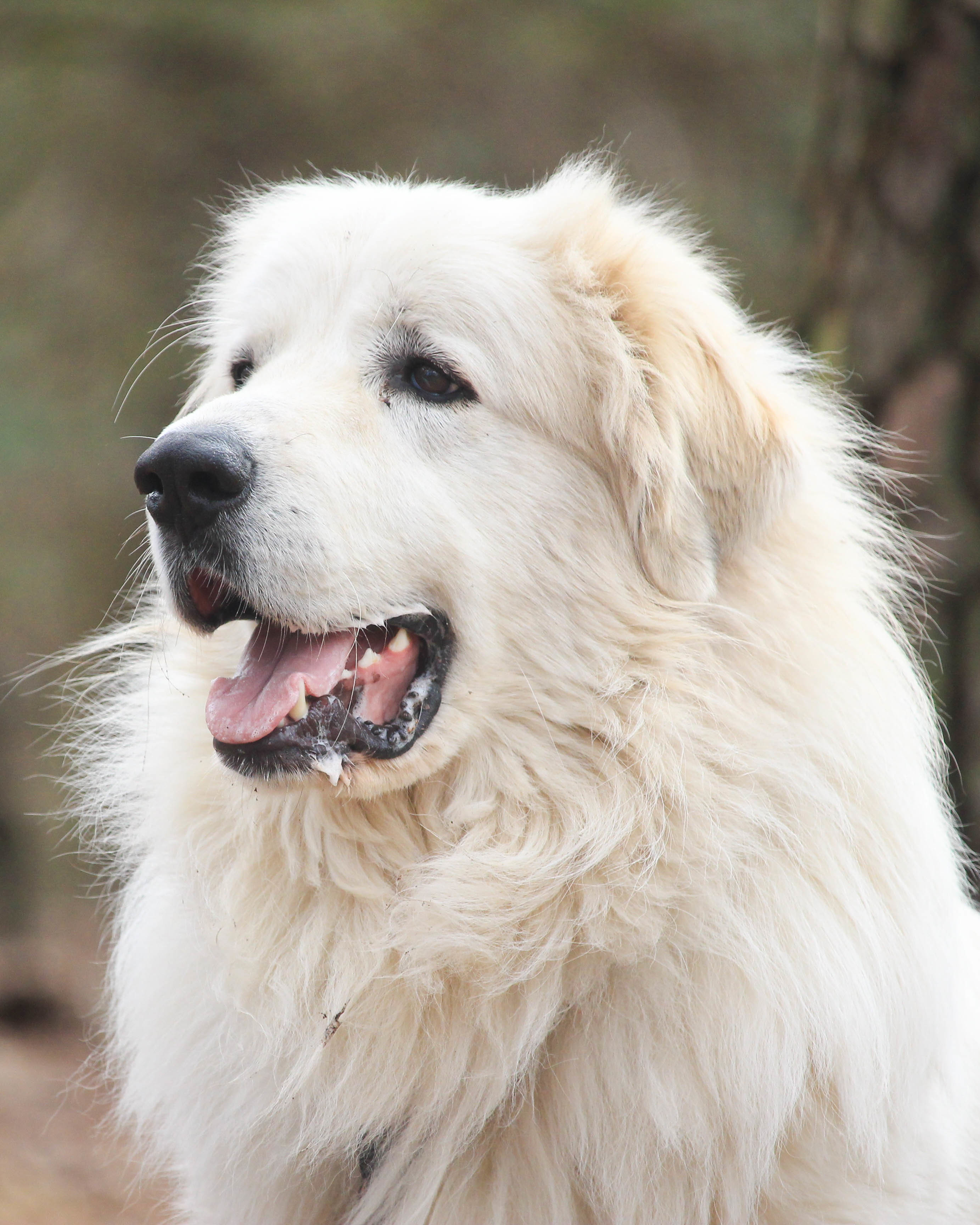 Kristoph, an adoptable Great Pyrenees in Richmond, VA, 23231 | Photo Image 2