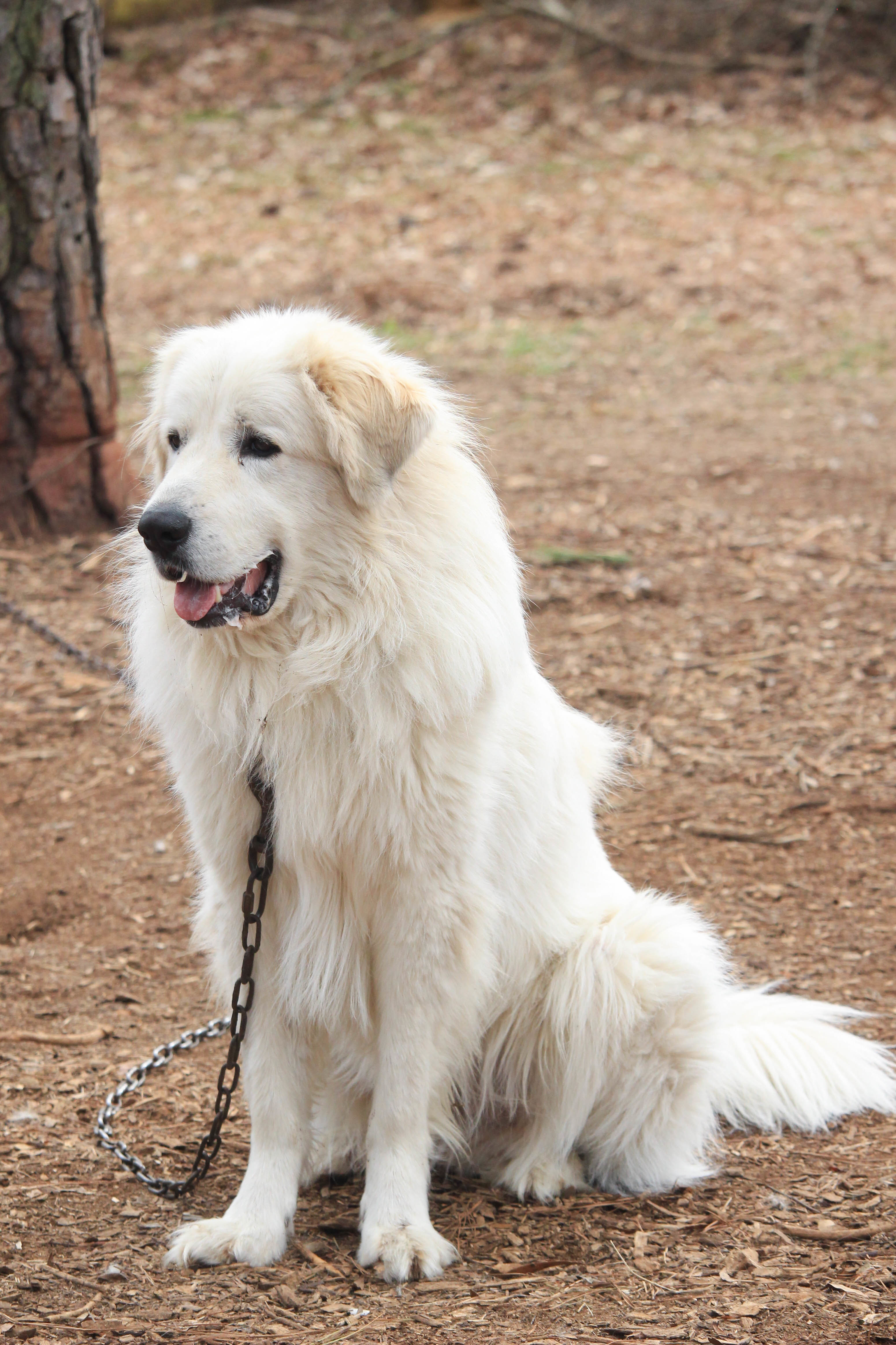 Kristoph, an adoptable Great Pyrenees in Richmond, VA, 23231 | Photo Image 3