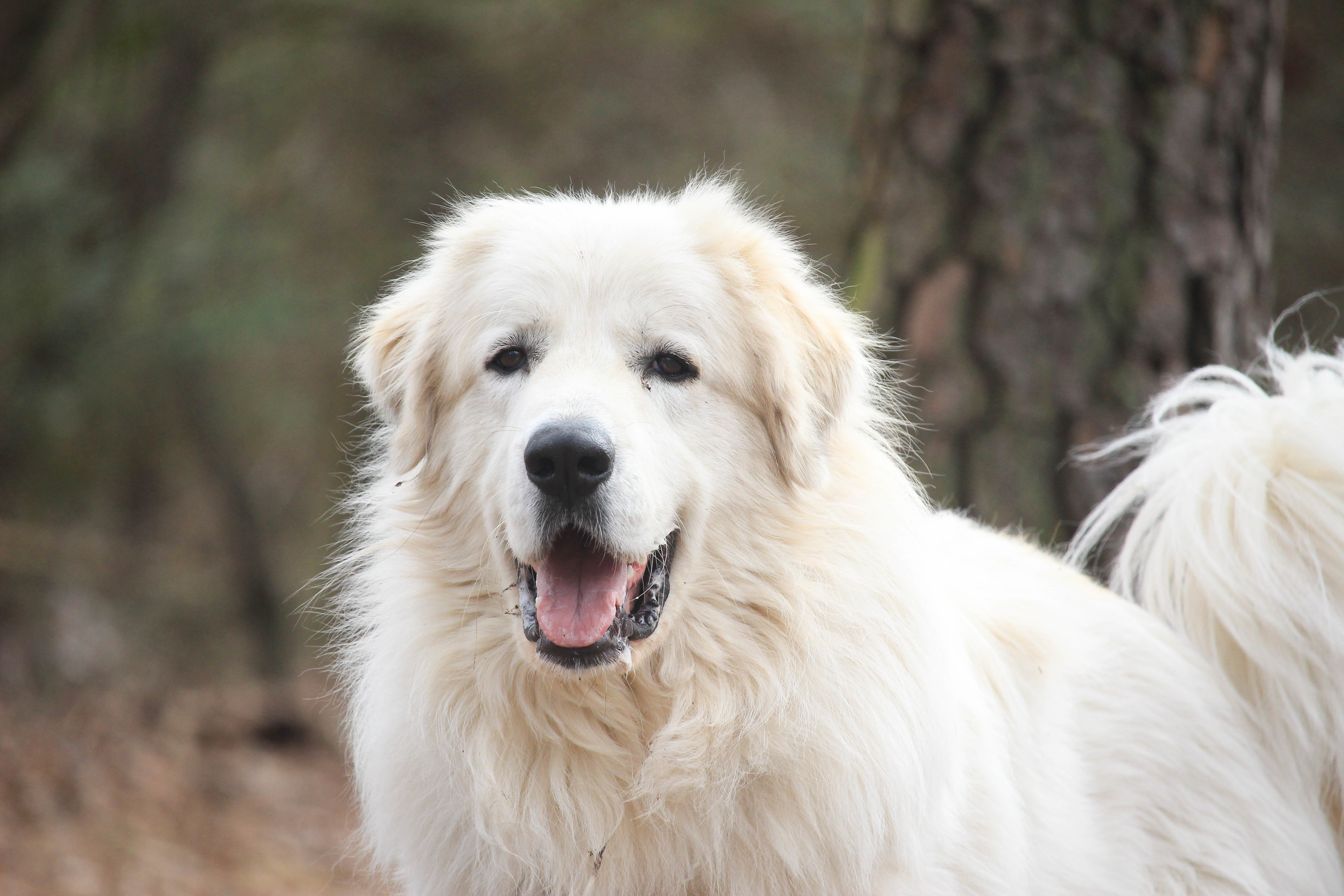 Kristoph, an adoptable Great Pyrenees in Richmond, VA, 23231 | Photo Image 4