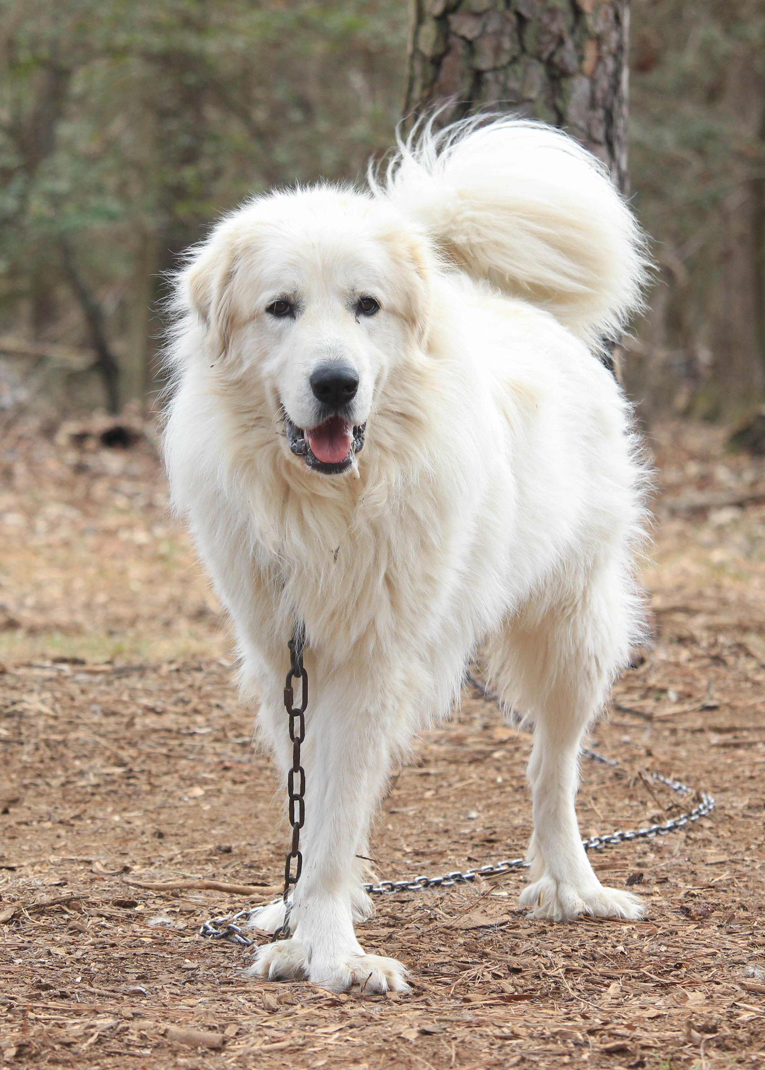 Kristoph, an adoptable Great Pyrenees in Richmond, VA, 23231 | Photo Image 5