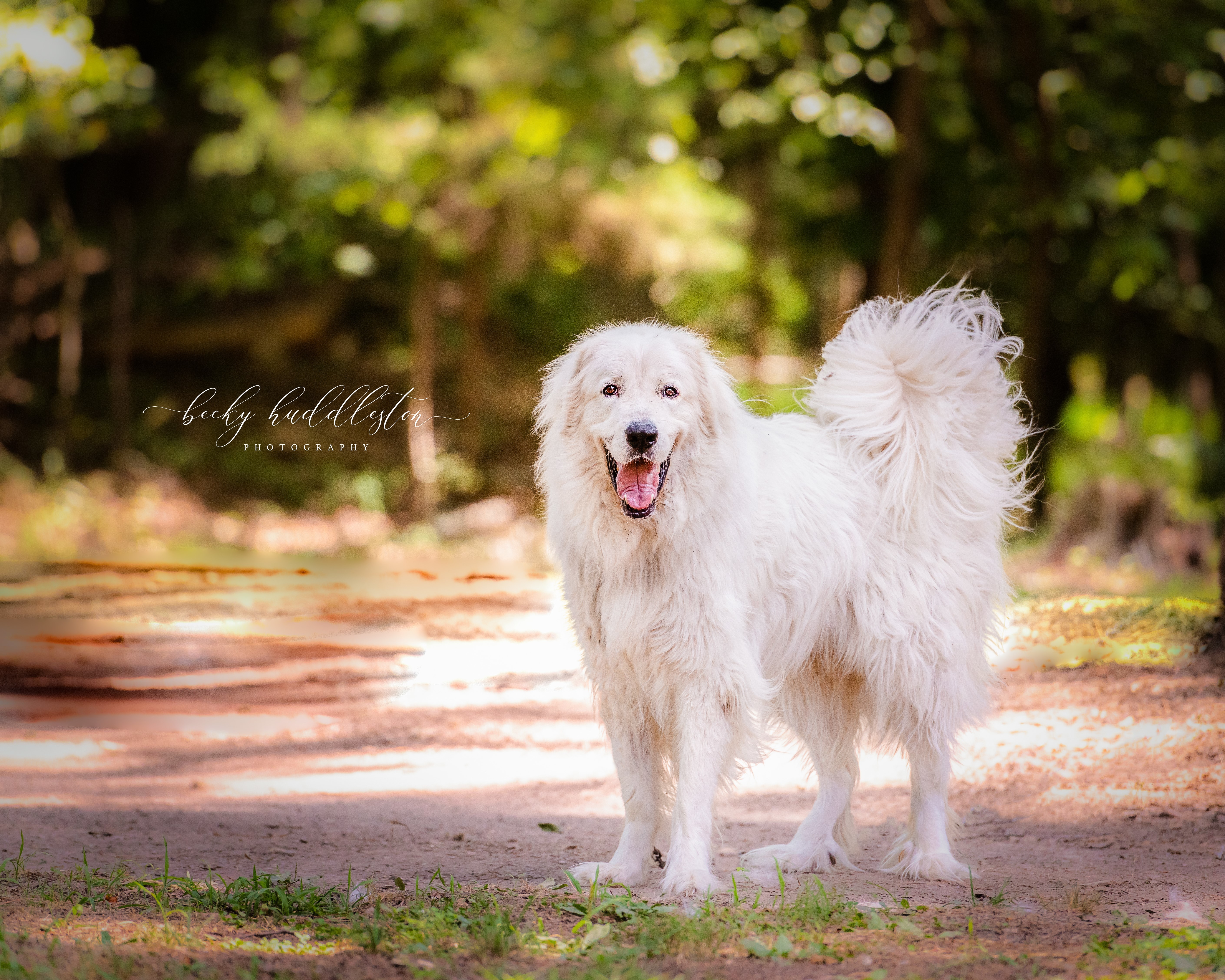 Kristoph, an adoptable Great Pyrenees in Richmond, VA, 23231 | Photo Image 1