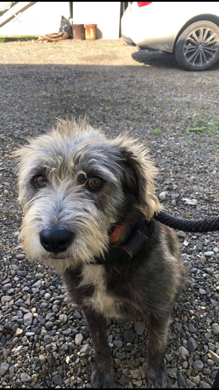 Very Lucky Victoria, an adopted Irish Wolfhound & Schnauzer Mix in Randolph, MA_image-3