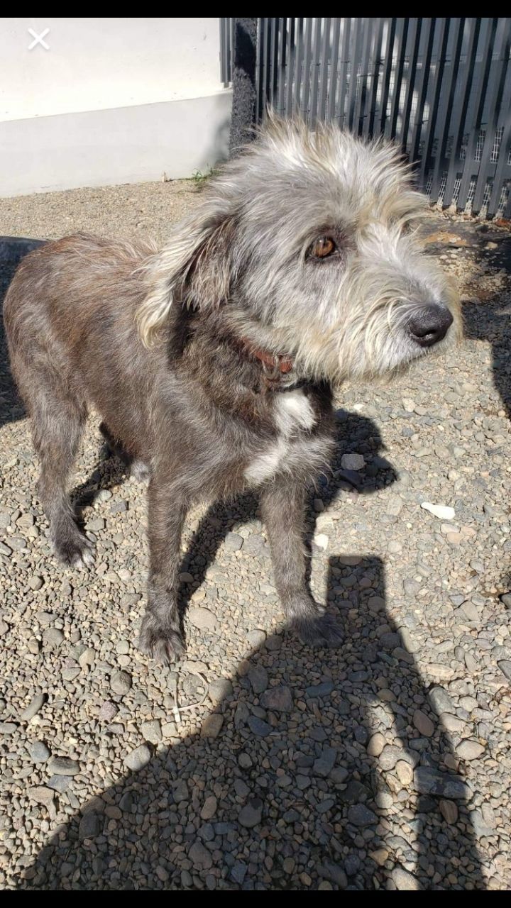 Very Lucky Victoria, an adopted Irish Wolfhound & Schnauzer Mix in Randolph, MA_image-6