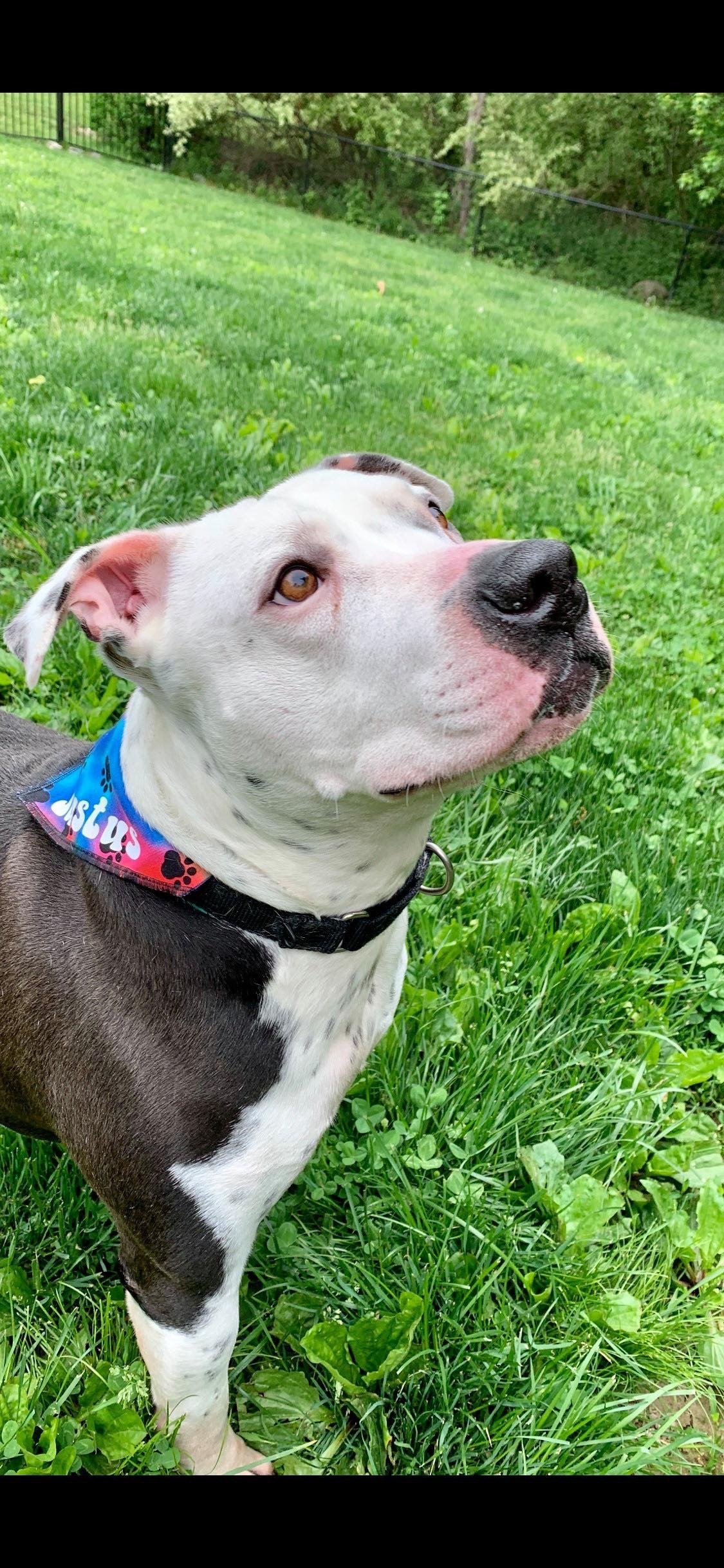 Justus, an adoptable Pit Bull Terrier in New York, NY, 10075 | Photo Image 1