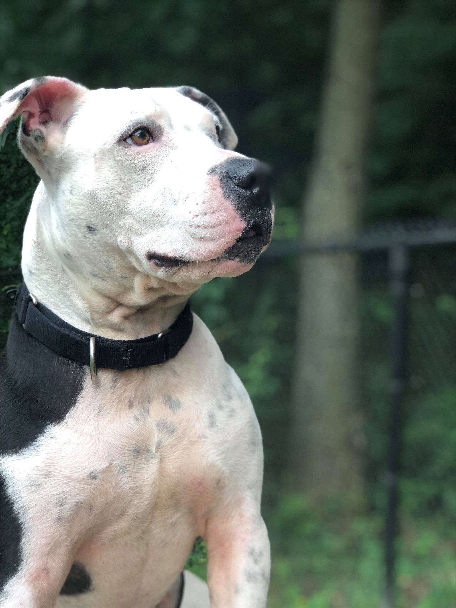 Justus, an adoptable Pit Bull Terrier in New York, NY, 10075 | Photo Image 3