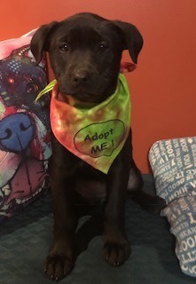 Kate--COME MEET!, an adoptable Labrador Retriever in Medfield, MA, 02052 | Photo Image 4