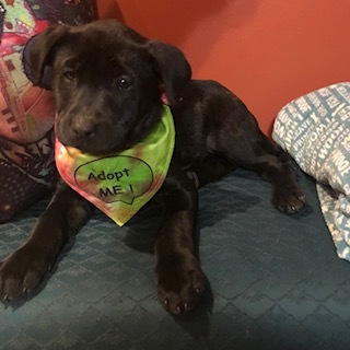 Kate--COME MEET!, an adoptable Labrador Retriever in Medfield, MA, 02052 | Photo Image 5