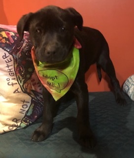 Kate--COME MEET!, an adoptable Labrador Retriever in Medfield, MA, 02052 | Photo Image 6