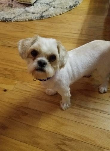 Dog For Adoption Gumphy A Maltese Shih Tzu Mix In Brick Nj