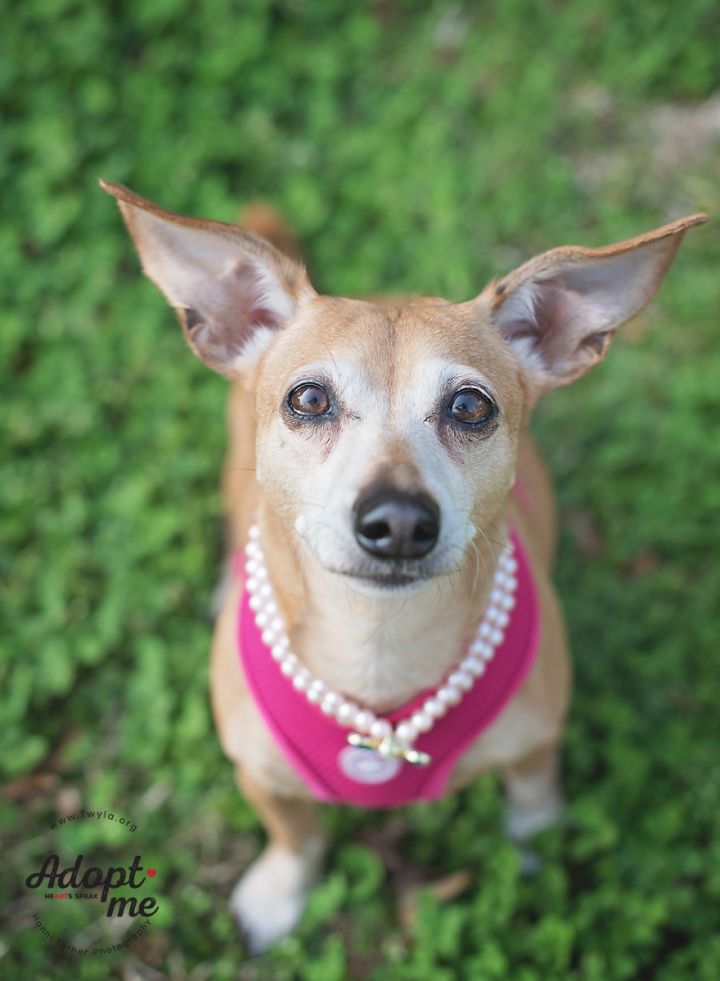 Kia, an adopted Dachshund & Chihuahua Mix in Kingwood, TX_image-1