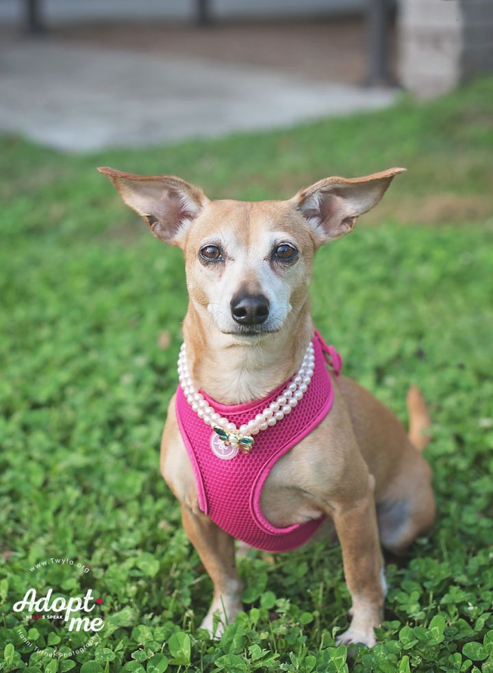 Kia, an adopted Dachshund & Chihuahua Mix in Kingwood, TX_image-3