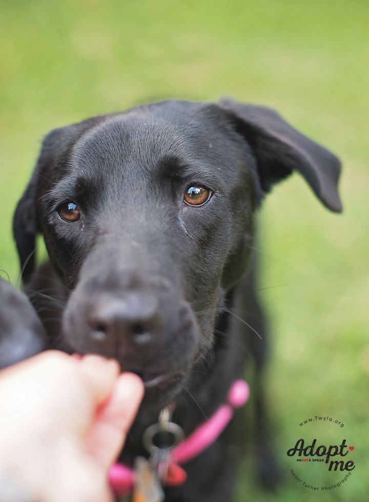 Amaya, an adopted Labrador Retriever Mix in Kingwood, TX_image-1