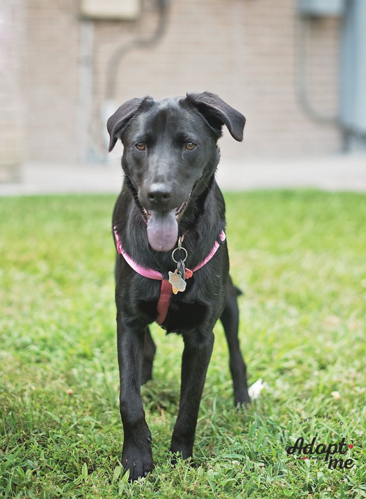 Amaya, an adopted Labrador Retriever Mix in Kingwood, TX_image-2