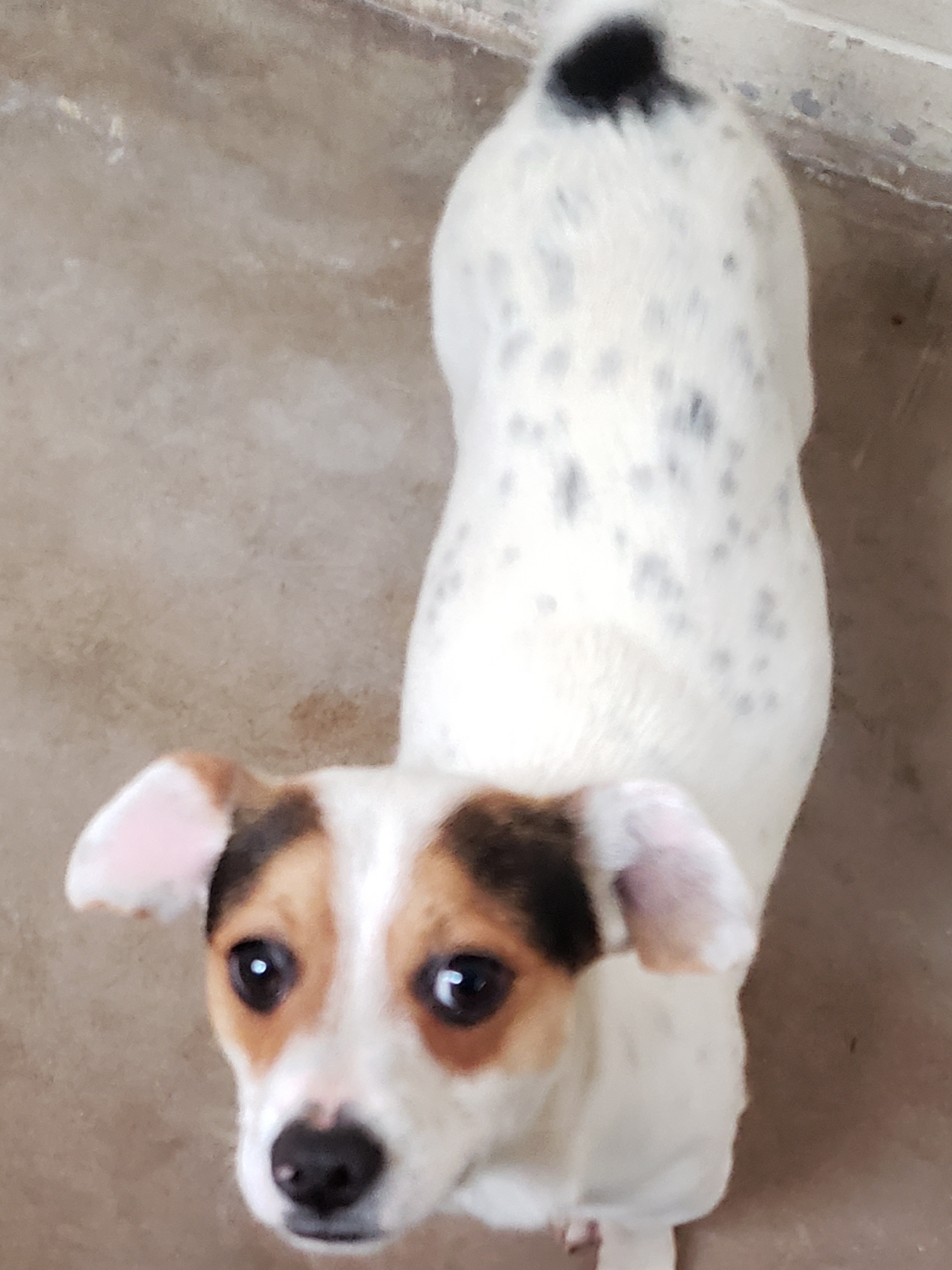 Toby, an adoptable Jack Russell Terrier in Nogales, AZ, 85621 | Photo Image 4