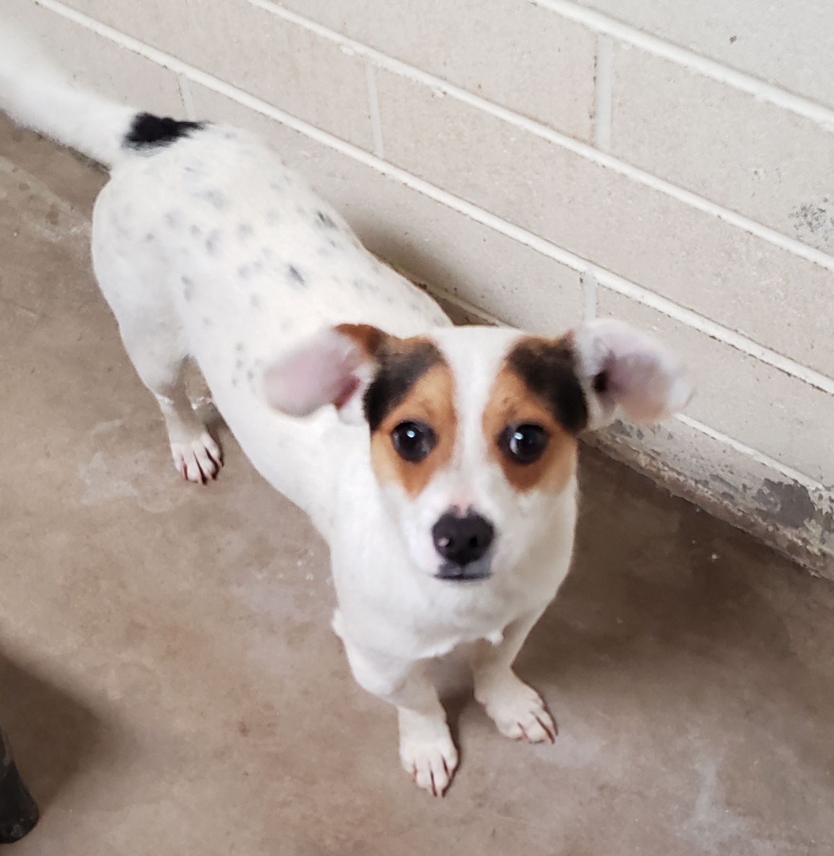 Toby, an adoptable Jack Russell Terrier in Nogales, AZ, 85621 | Photo Image 5