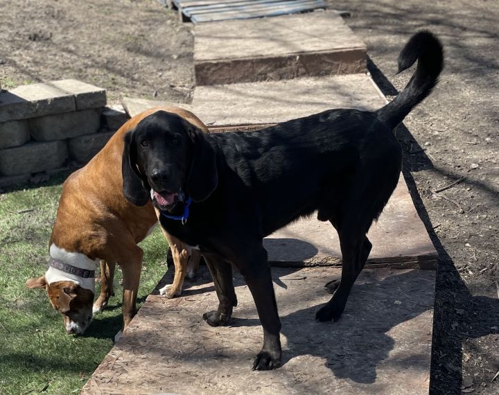 Dog For Adoption Roscoe A Bloodhound Golden Retriever Mix In Creston Ia Petfinder