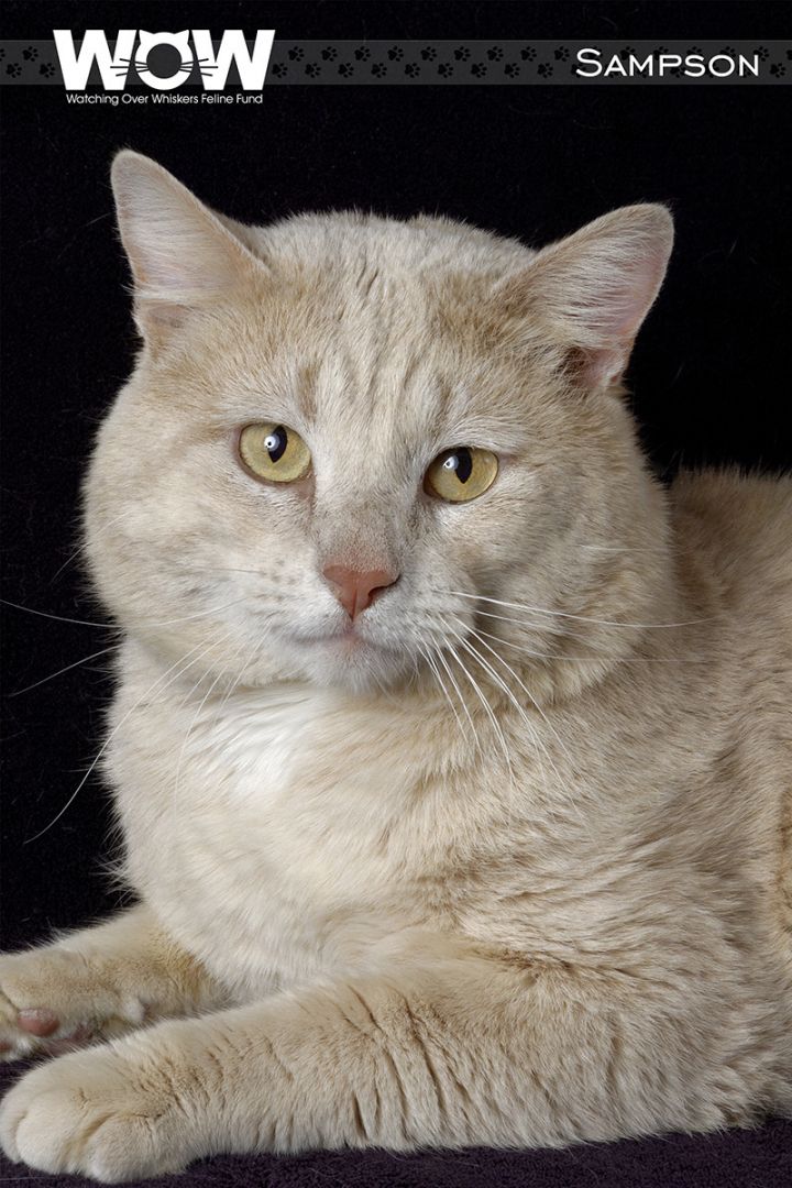Sampson, an adopted Domestic Short Hair in Springfield, MO_image-1
