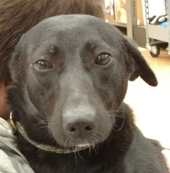 Adorable Labrador Retriever Greyhound Mix l2sanpiero
