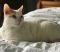 . Sergeant Kitty .