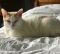 . Sergeant Kitty .
