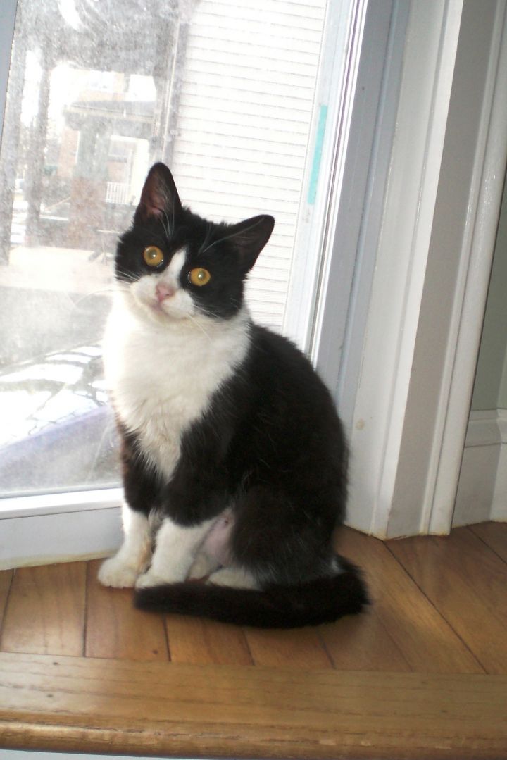 Cat For Adoption Belladonna A Domestic Short Hair In South Bend