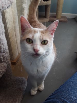 . Kat .
