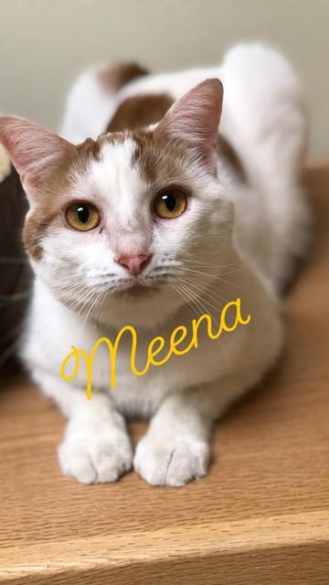 Meena 1