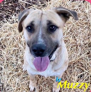 Dog For Adoption Muzzy A Black Mouth Cur Mix In Merrimac Ma