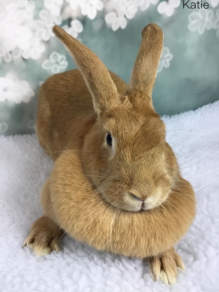 Rabbit for adoption - Katie, a Palomino in Auburn, CA | Petfinder