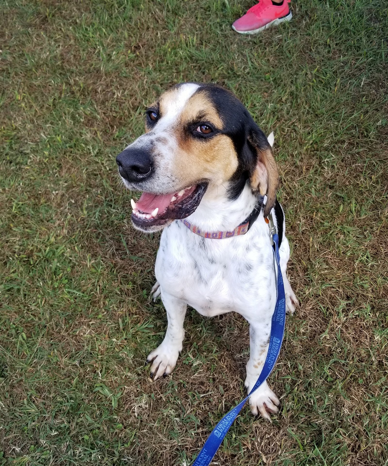 Cletus, an adoptable Bluetick Coonhound in Thomasville, NC, 27361 | Photo Image 1