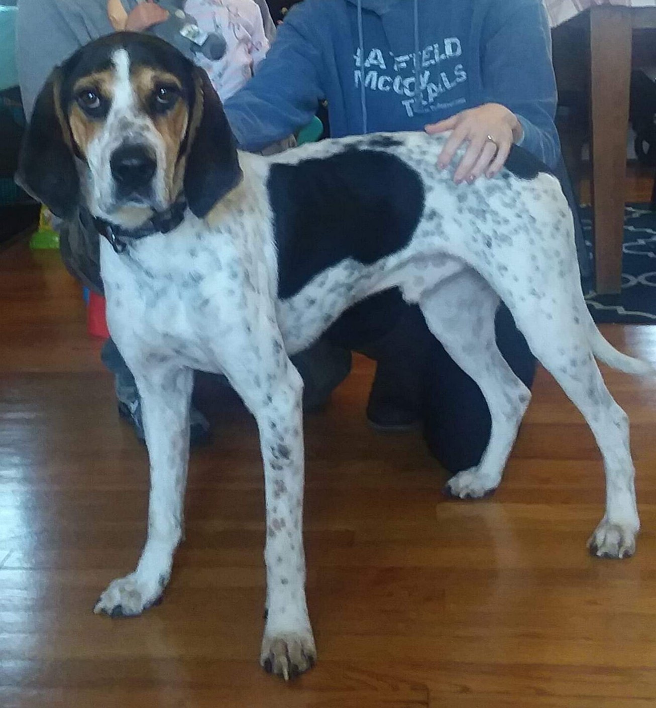 Cletus, an adoptable Bluetick Coonhound in Thomasville, NC, 27361 | Photo Image 3