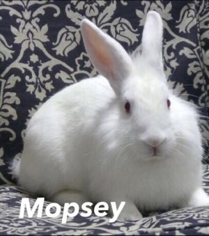 Mopsey Lionhead Rabbit