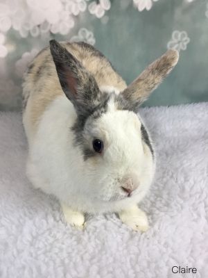 Claire is a harlequin mix with pretty blue eyes She came from the Martinez rescue where 150 rabbits