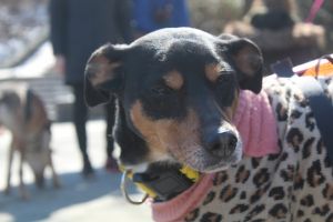 . Jenner Mini PR Sheppie Mix .