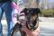 . Jenner Mini PR Sheppie Mix .