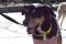 . Jenner Mini PR Sheppie Mix .
