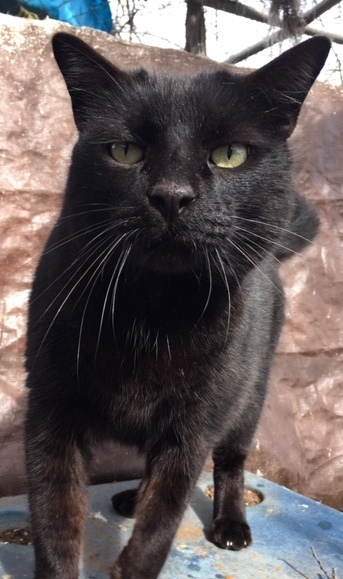shadow, an adoptable Domestic Medium Hair in Haslet, TX, 76052 | Photo Image 1