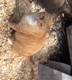 copper, an adoptable Domestic Medium Hair in Haslet, TX, 76052 | Photo Image 1