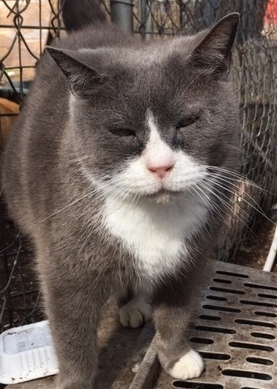 blue, an adoptable Domestic Medium Hair in Haslet, TX, 76052 | Photo Image 1